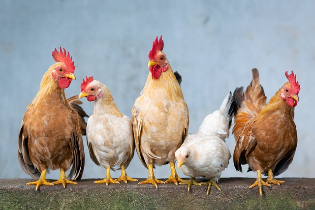 Photo of five chickens