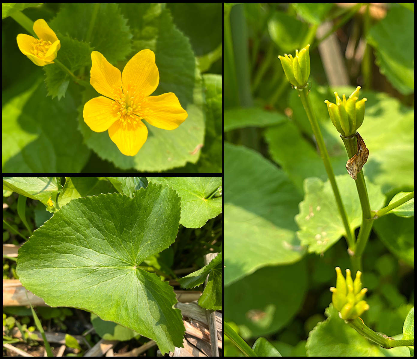 Marsh marigold flowers.