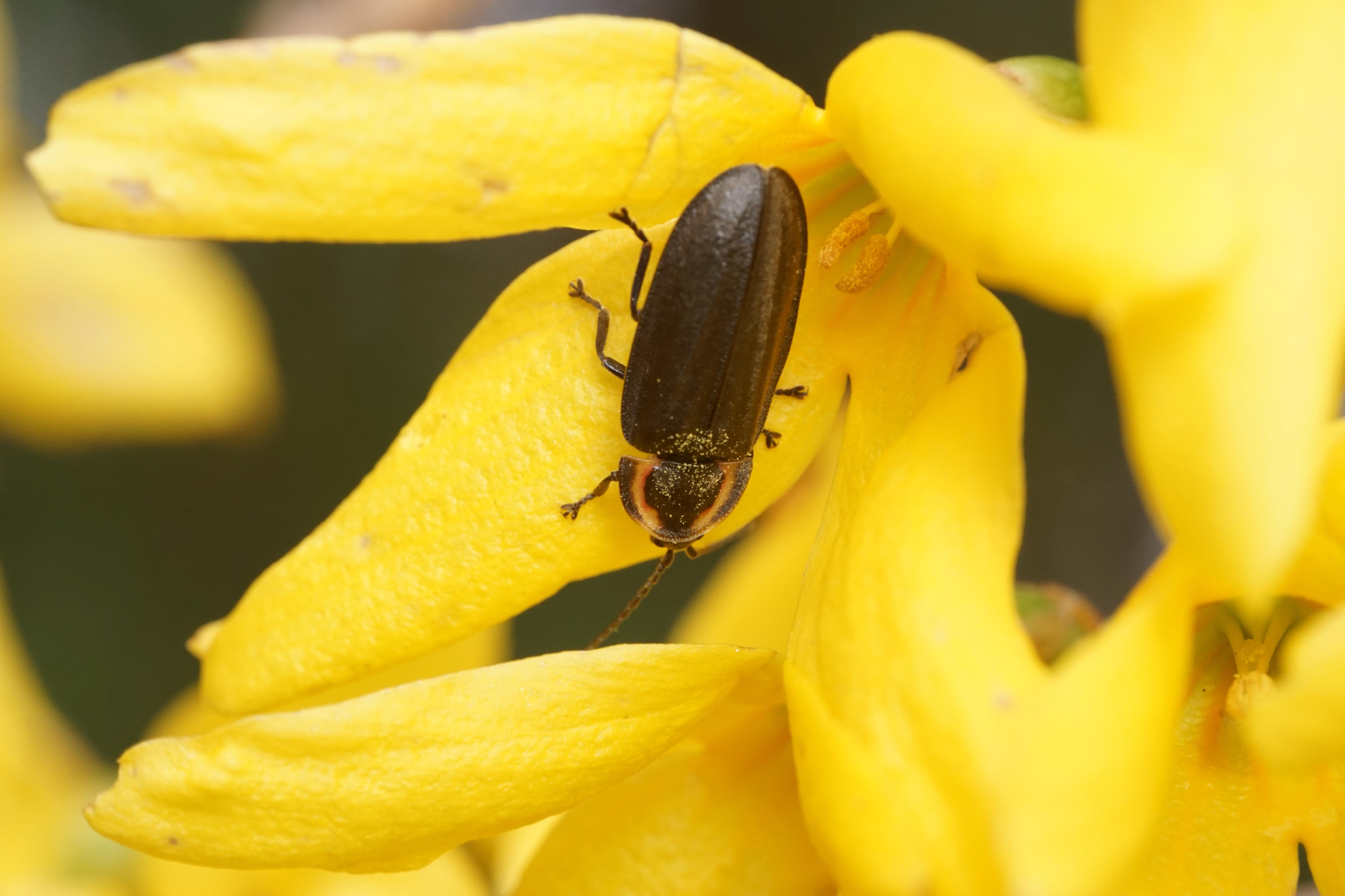 firefly eating nectar and pollen