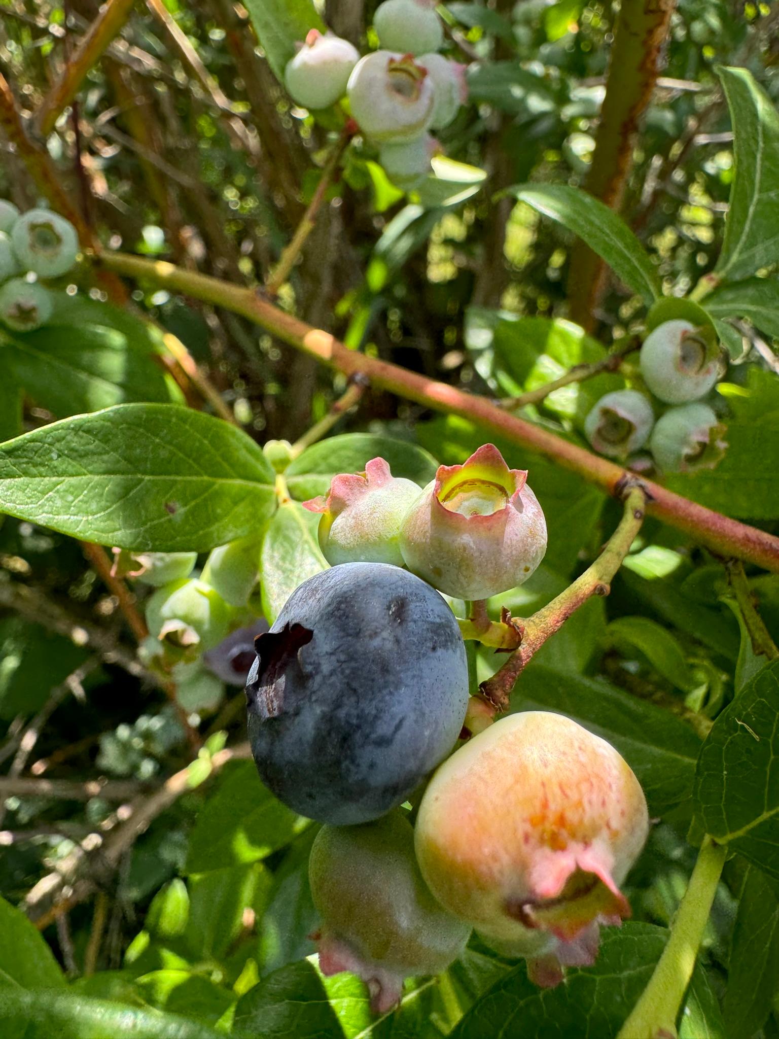 Blueberry_Spicer_June25_2024.JPEG