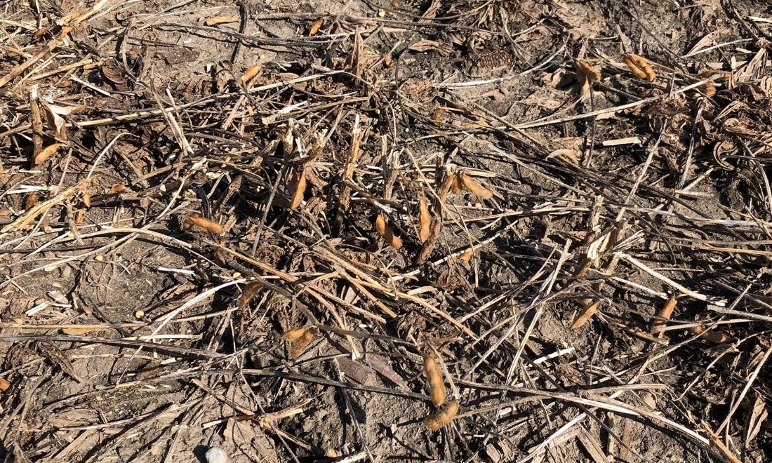 Low hanging soybean pods