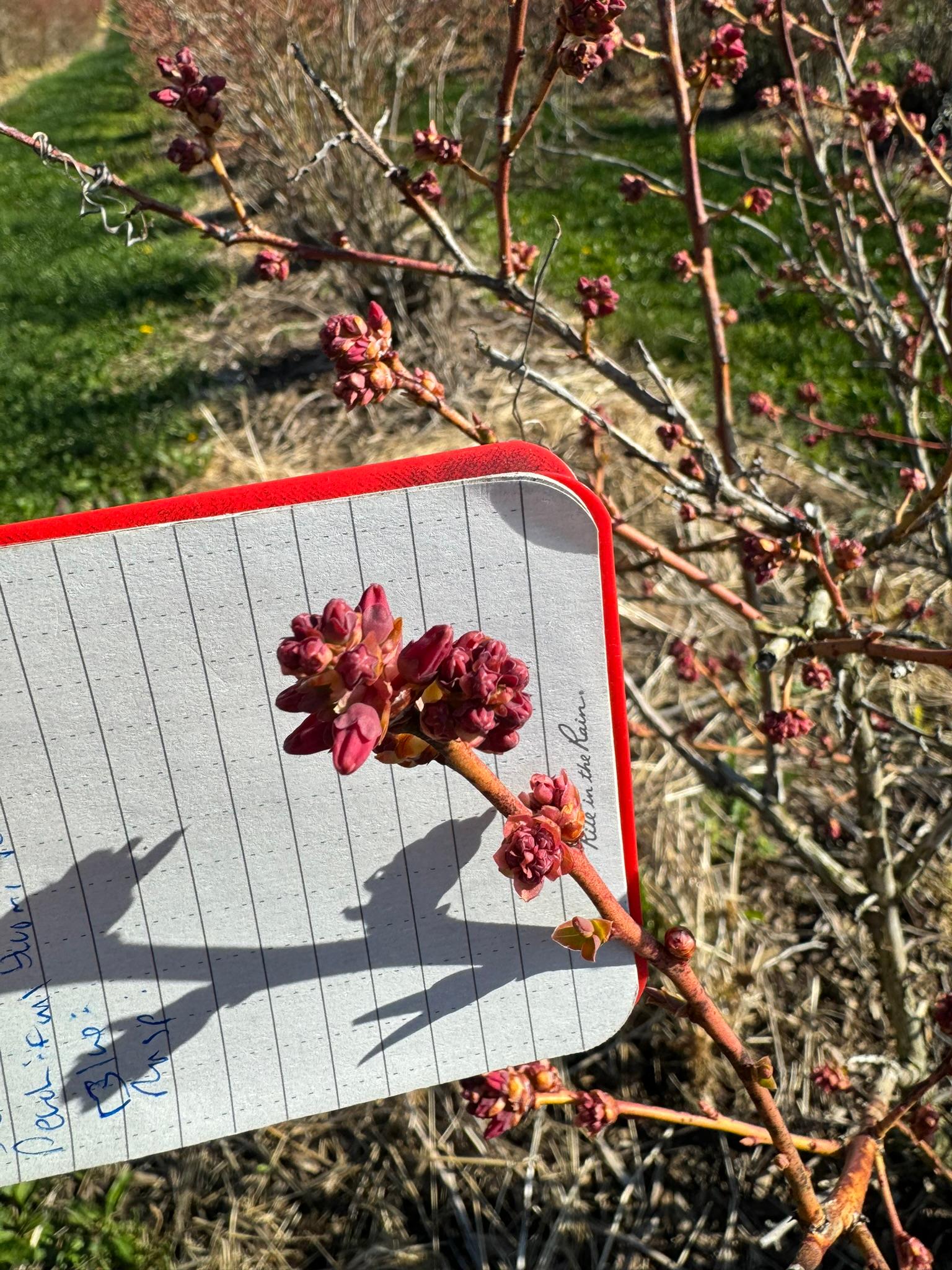 Blueberries blooming.