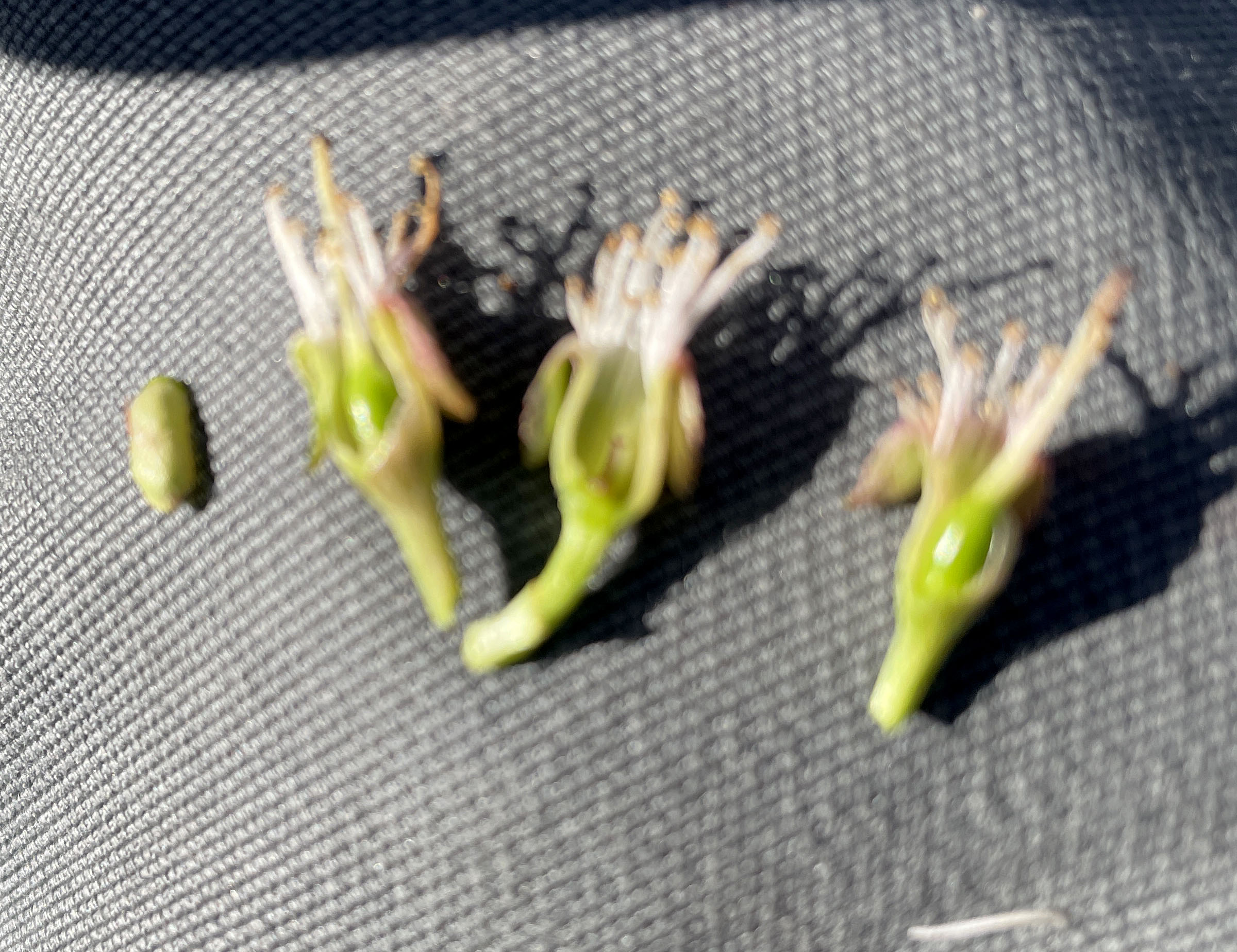 Tart cherry blossoms damaged from freezing temperatures.