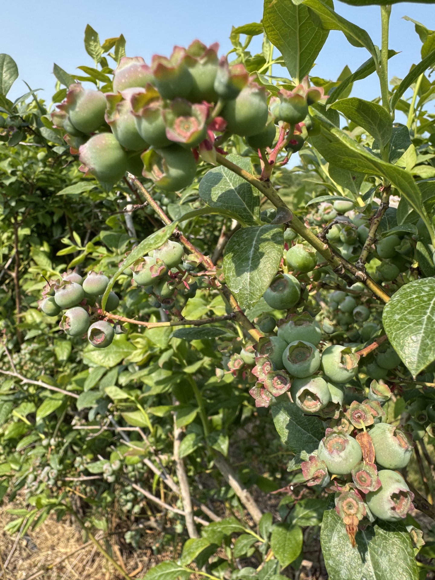 Blueberry_SpicersJune2_2025.jpg