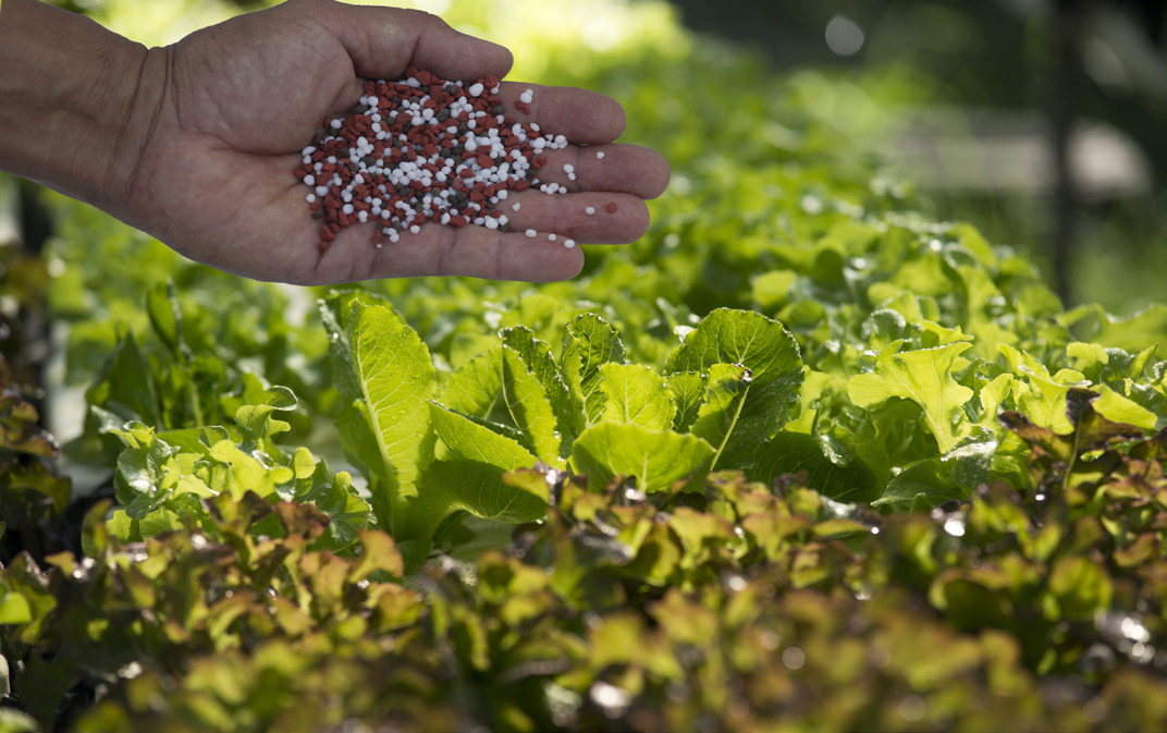 Fertilizer in hand being used in hydroponic greenhouse on vegetables