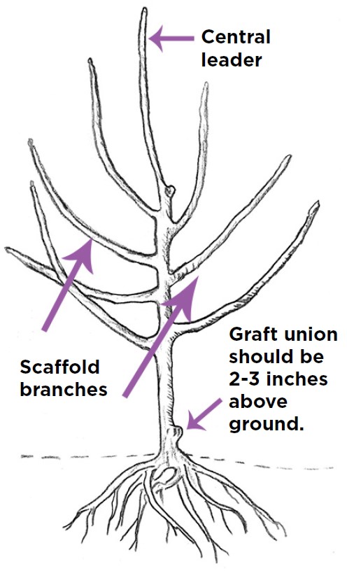 SGPruningFruit-Figure1.jpg