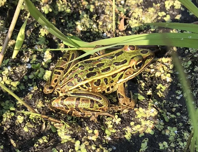 Herp Team Frog Crop.jpg