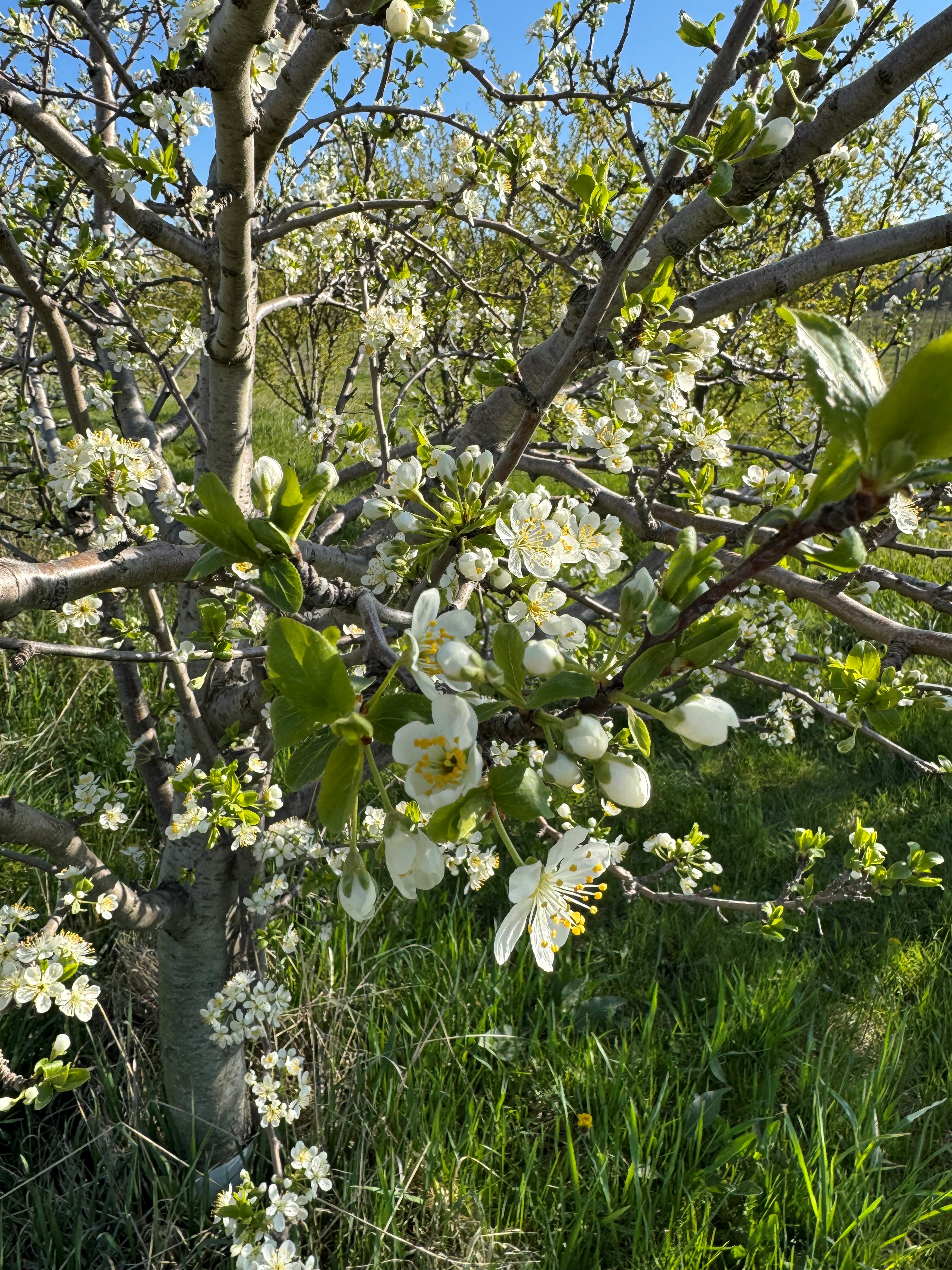 Plums blooming.