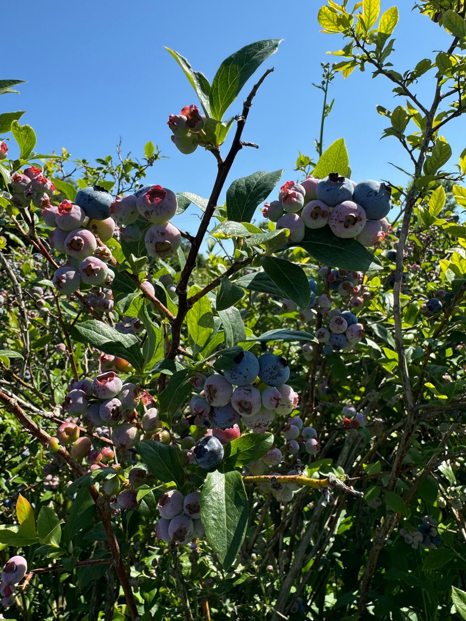 Blueberry_Spicers_July1_2024.JPEG