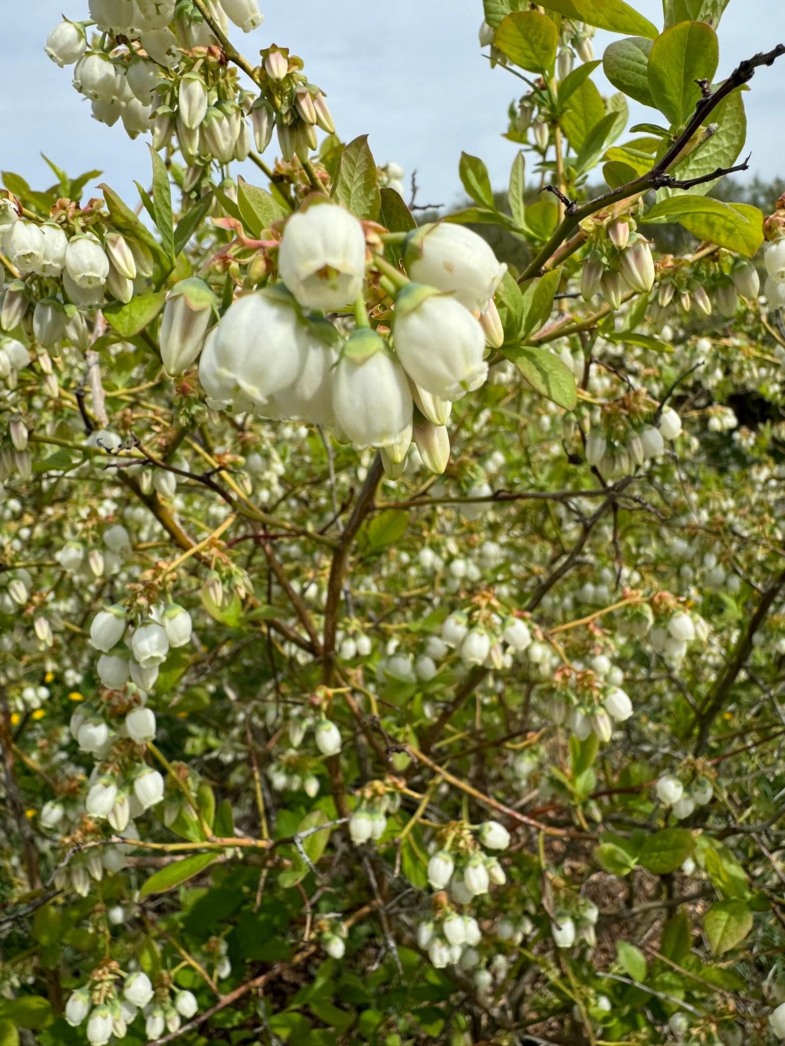 Some blueberry blossoms. 