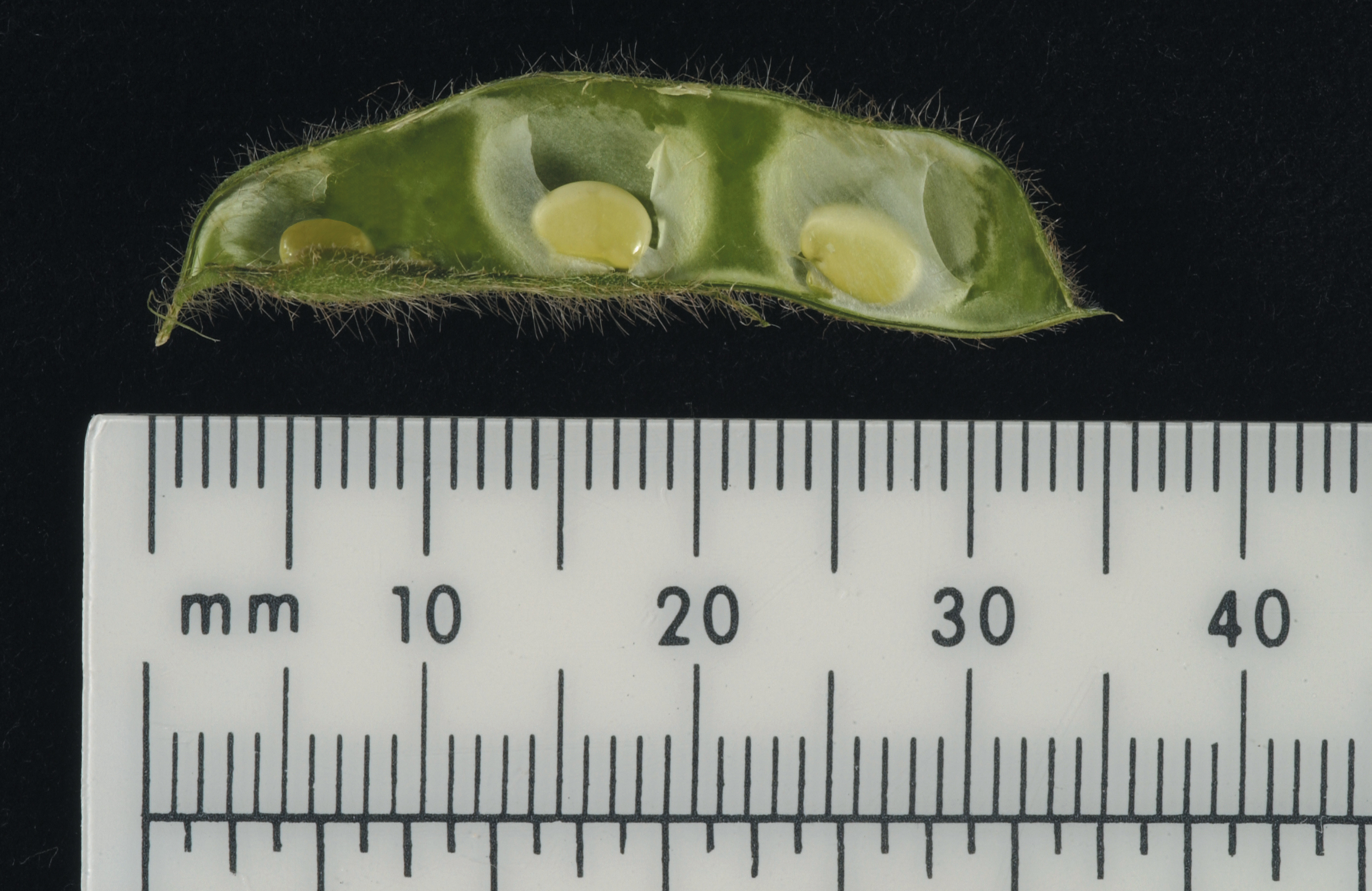 R5_BeginningSeed_PM1945_Fig18.Pg17.jpg