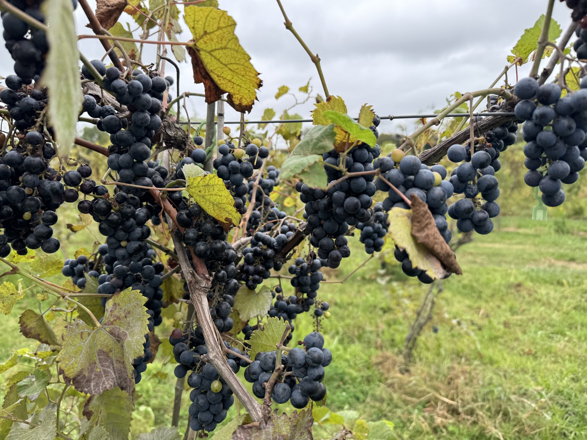 Marquette grapes on the vine.