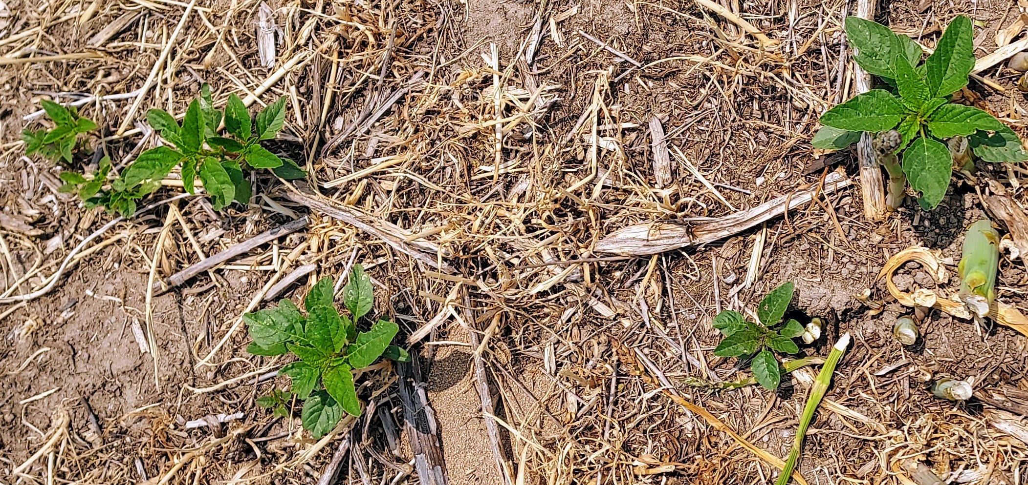 Pigweed.