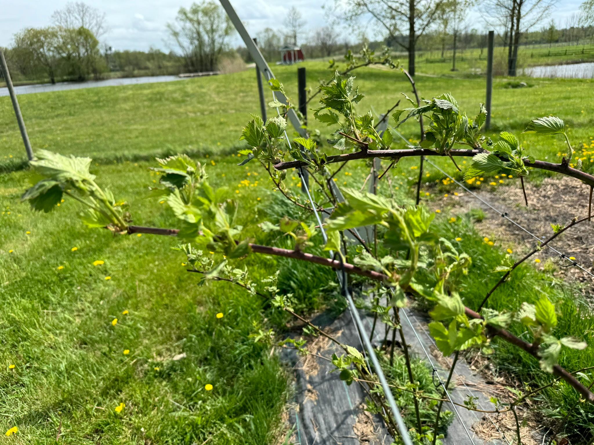 Blackberry canes.