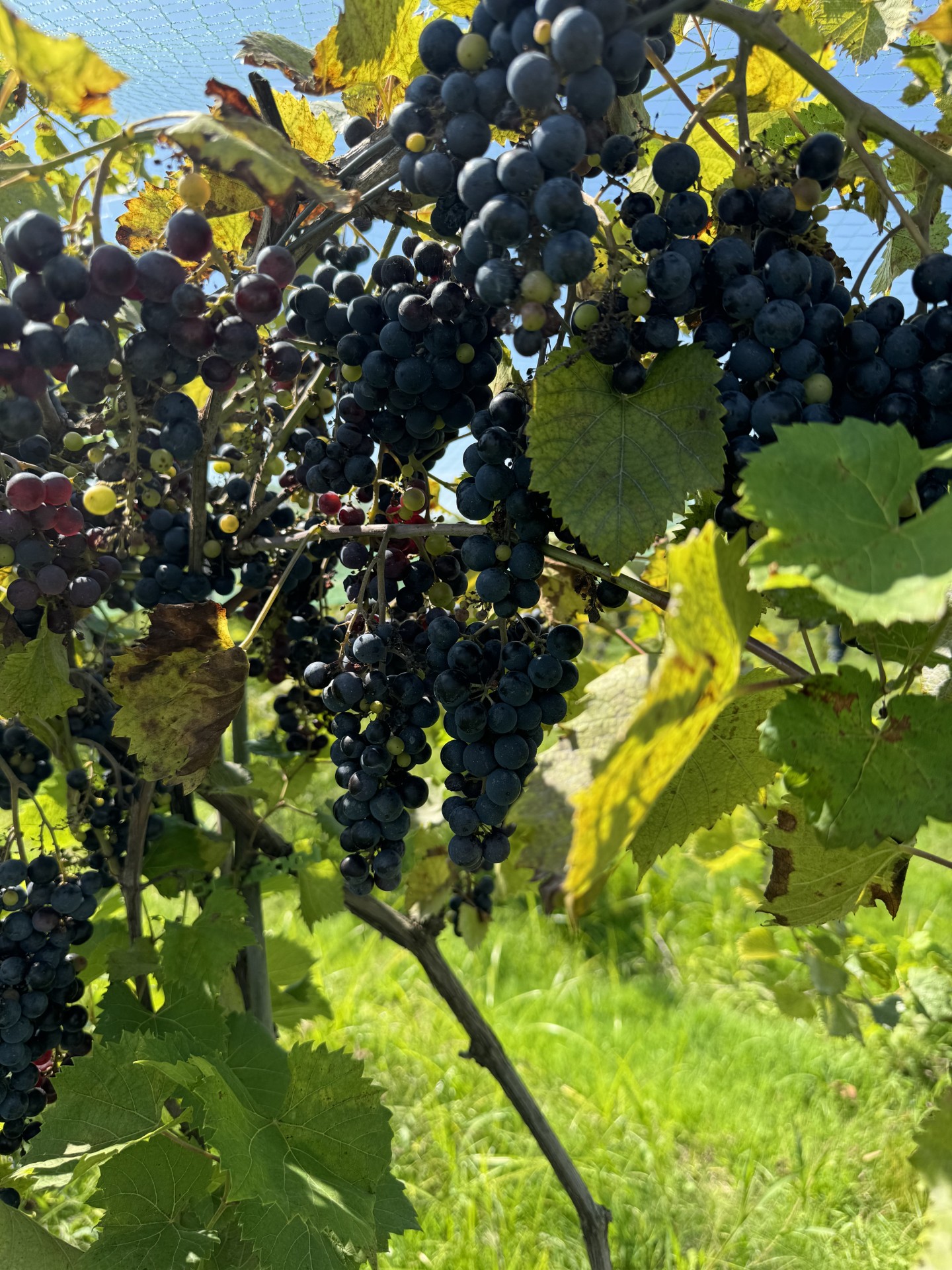 Marquette grapes hanging from a vine.