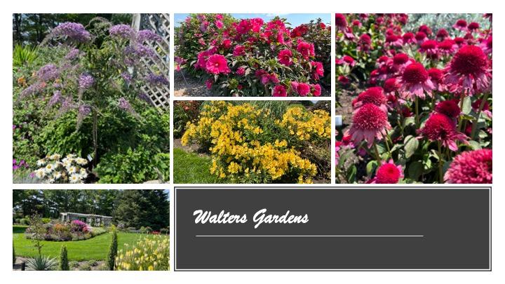 A closeup of four featured plants at a nursery.