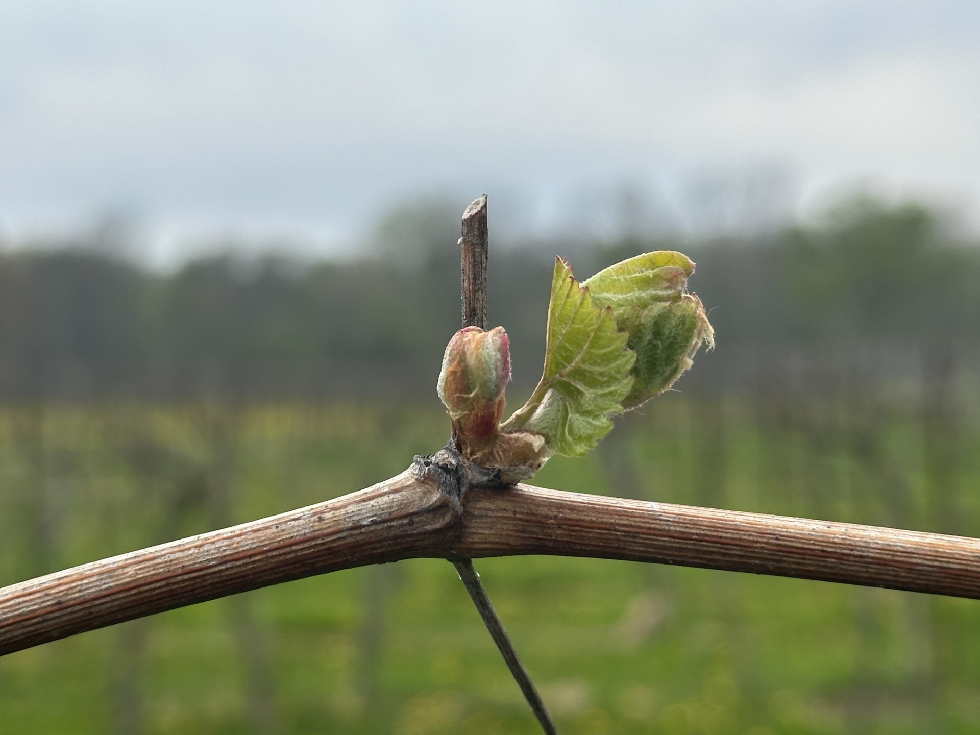 Marquette grapes.