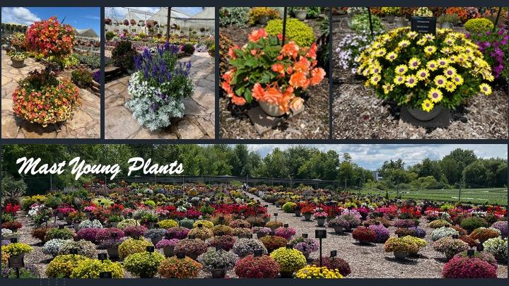 A closeup of four featured plants at a nursery.