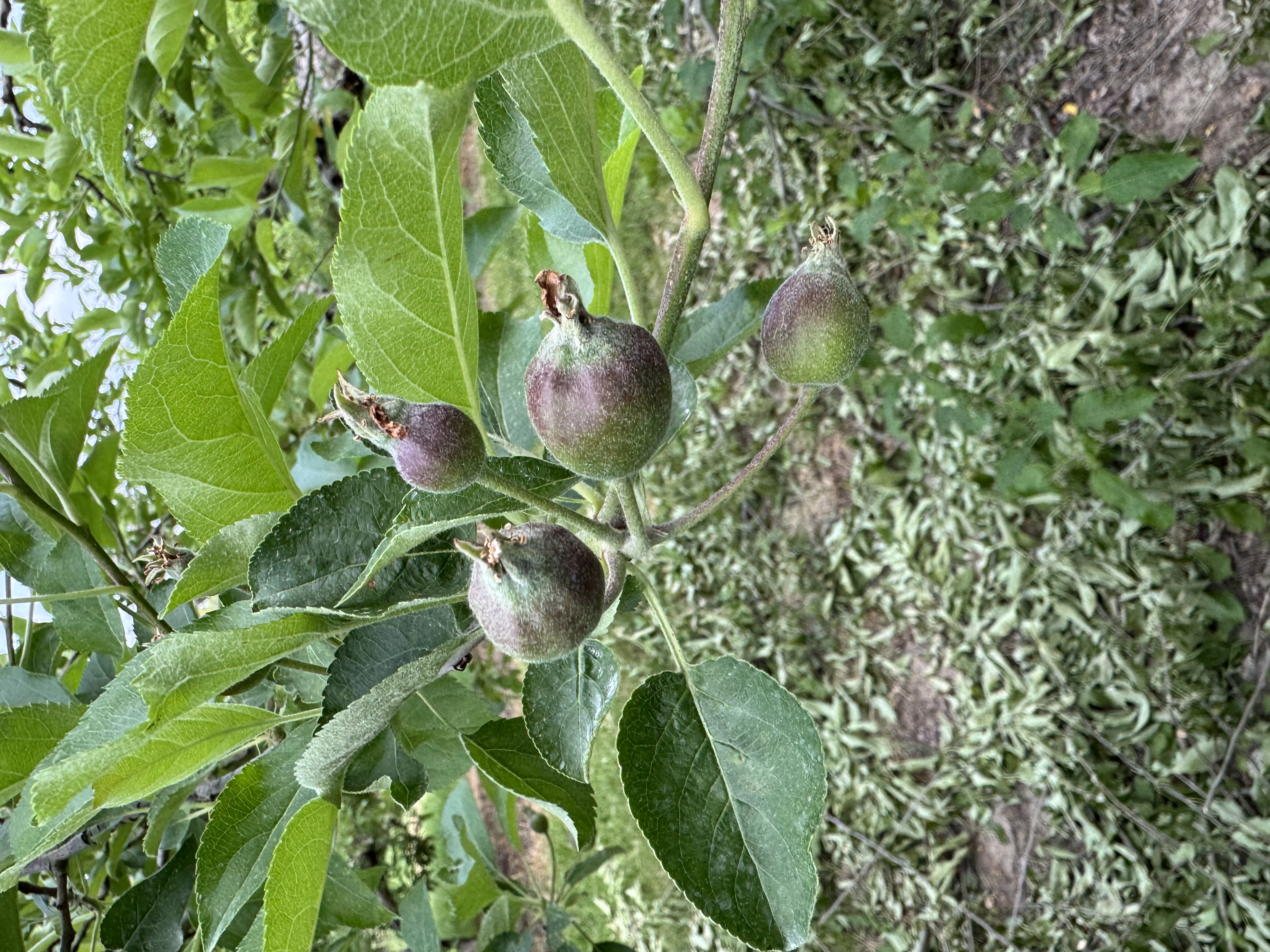 Apple_Golden19mm_BlakesSL_June4_2025.jpg