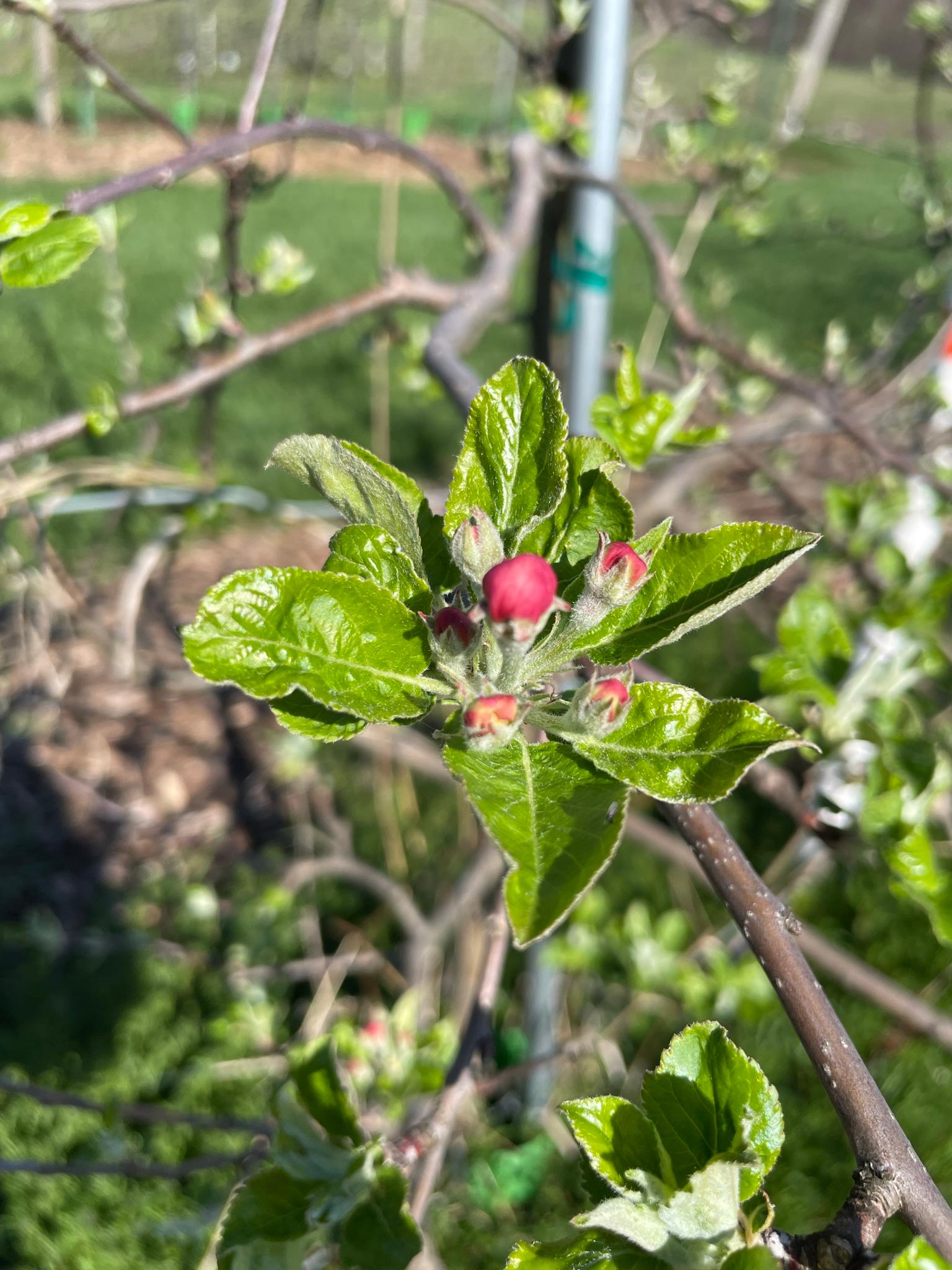 Idared apples.