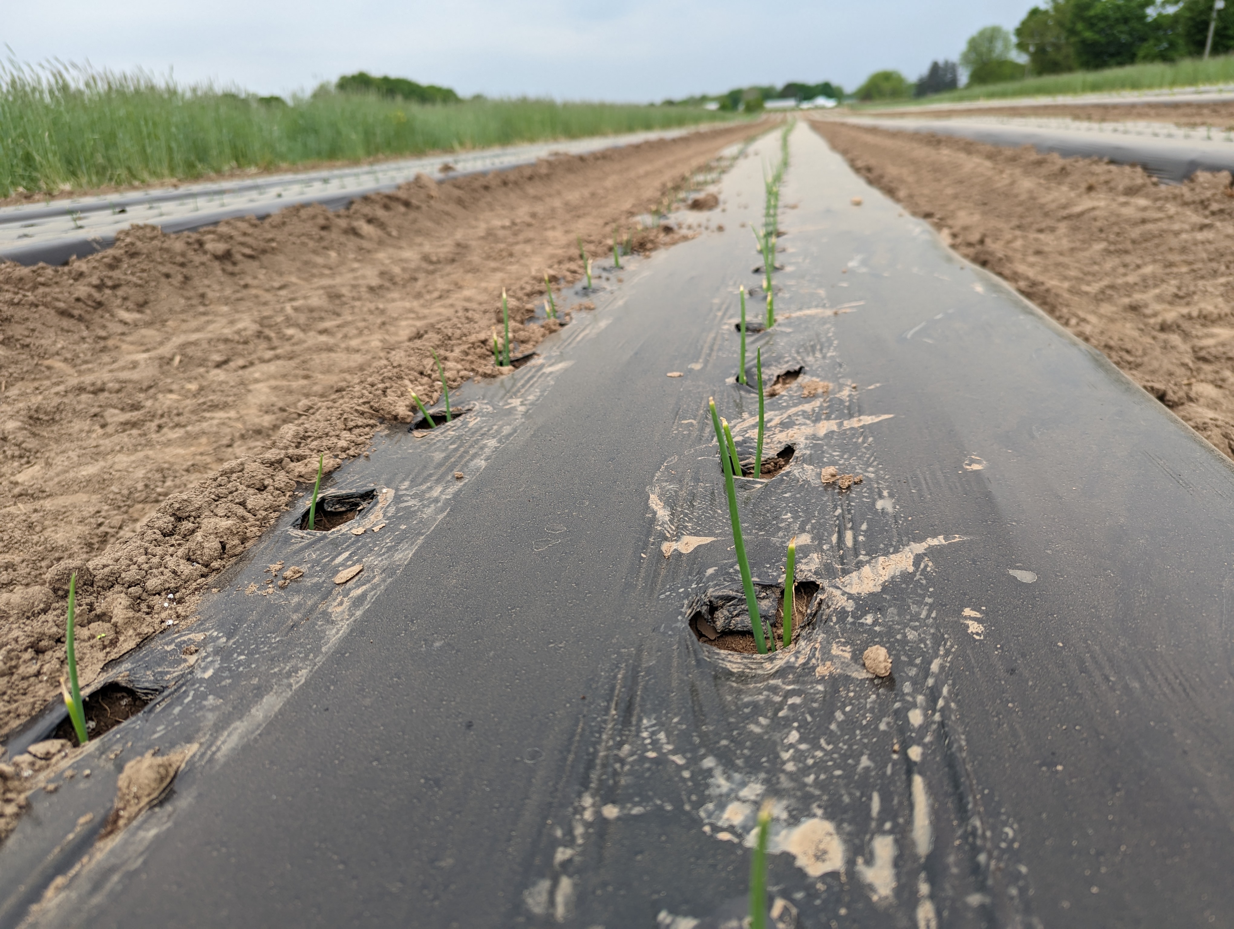 Onions under tunnels coming up from the ground.