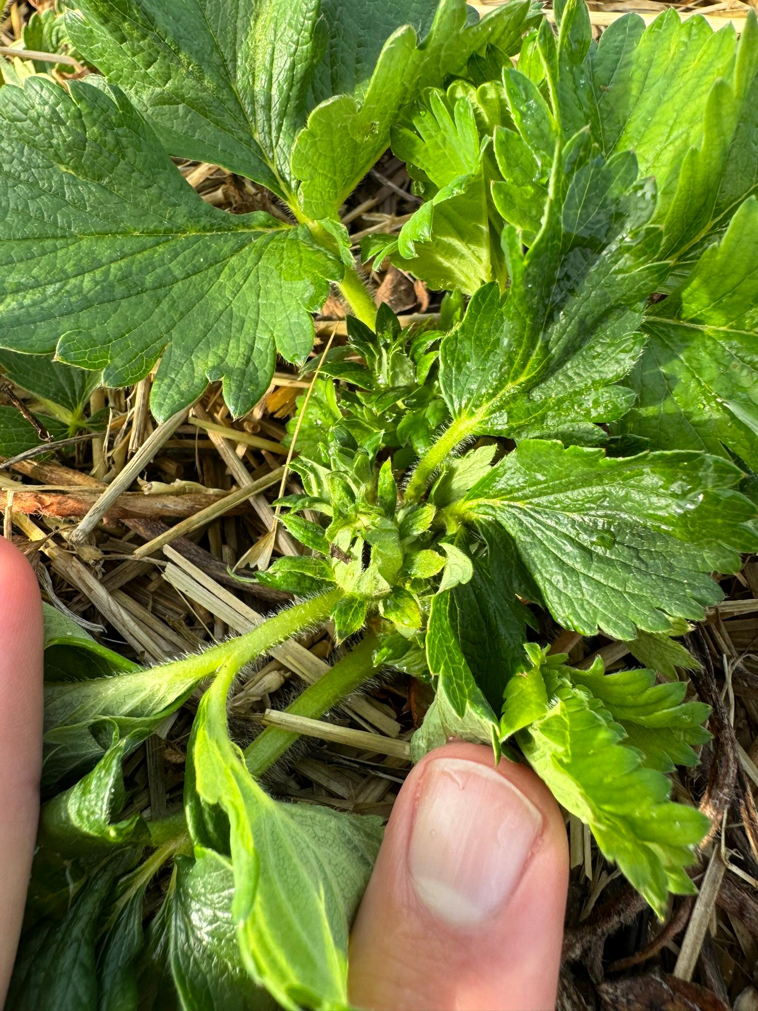 Strawberry flower buds.