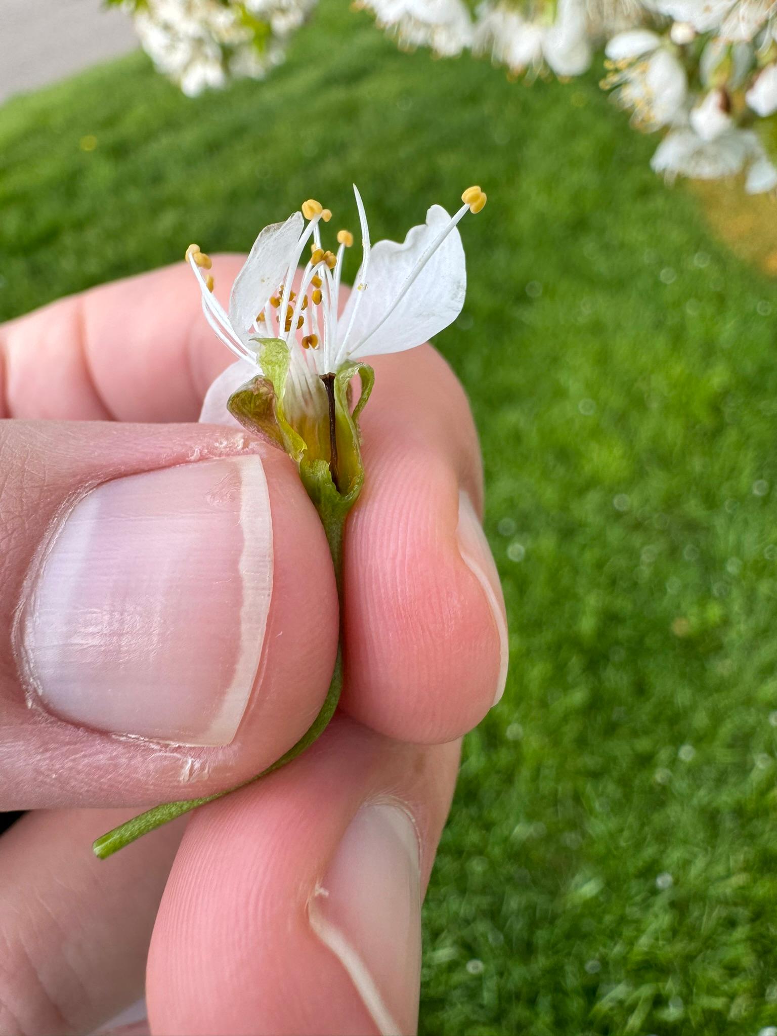 Sweet cherry pistil damage.