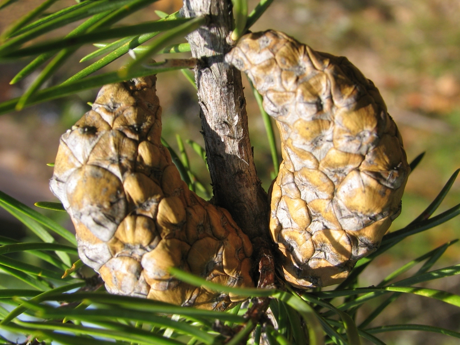 Pinus_banksiana_closed_cones.jpg