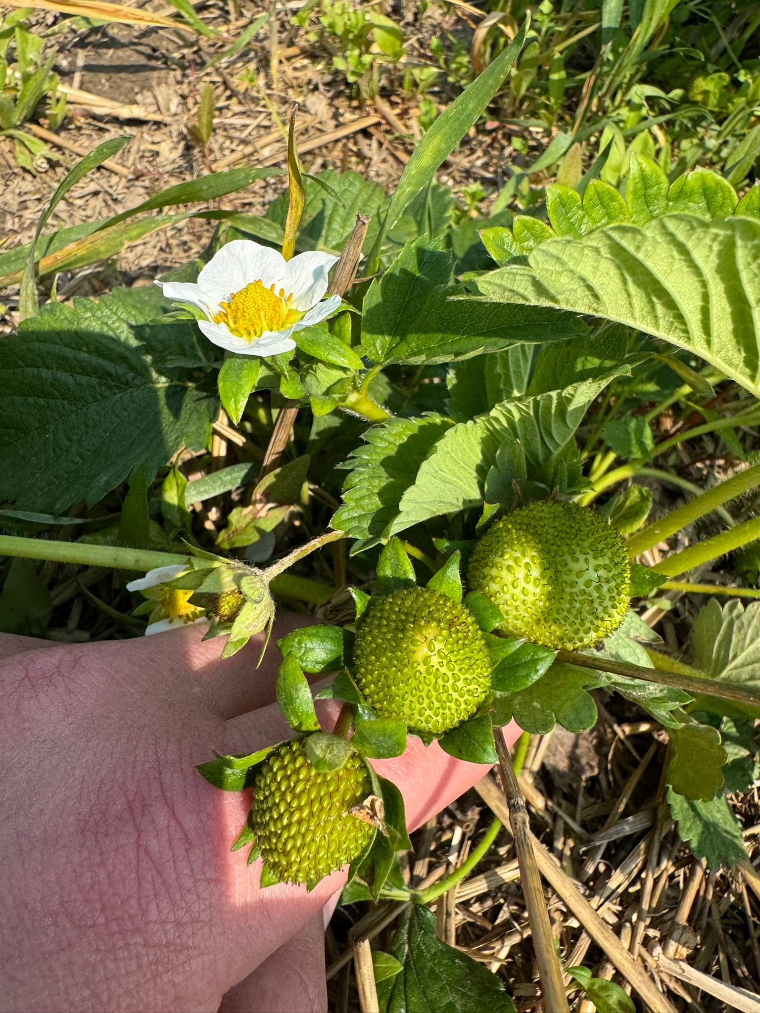 Strawberry_Spicers_June2_2025.JPEG