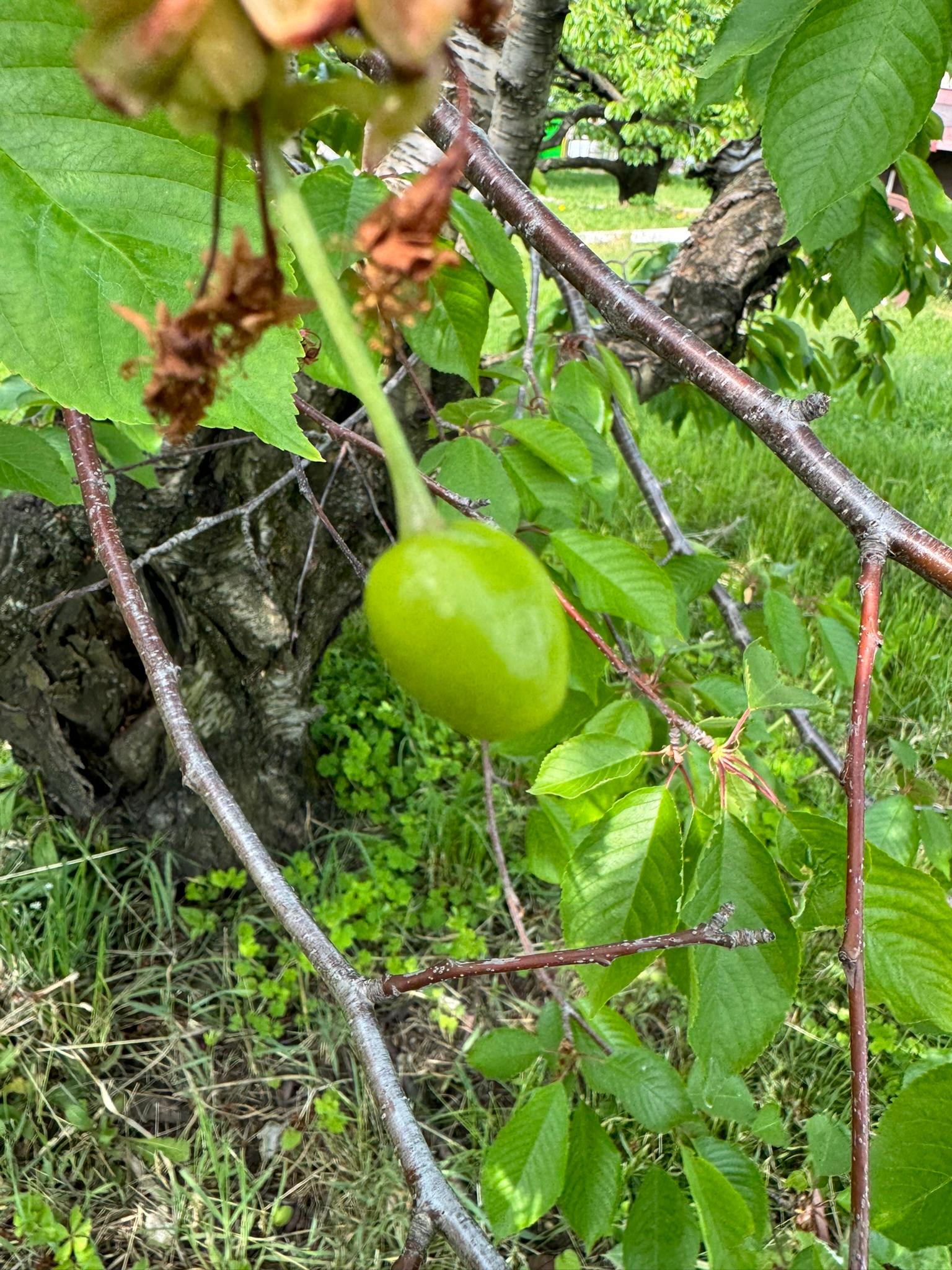 Plums hanging from a tree.