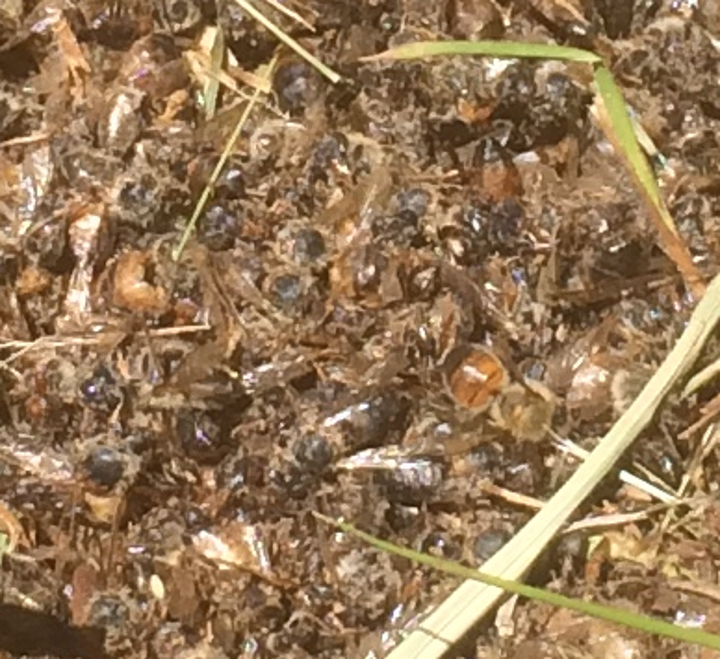 Dead or dying honey bees on the ground.