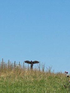 A turkey vulture showing off on a fence post