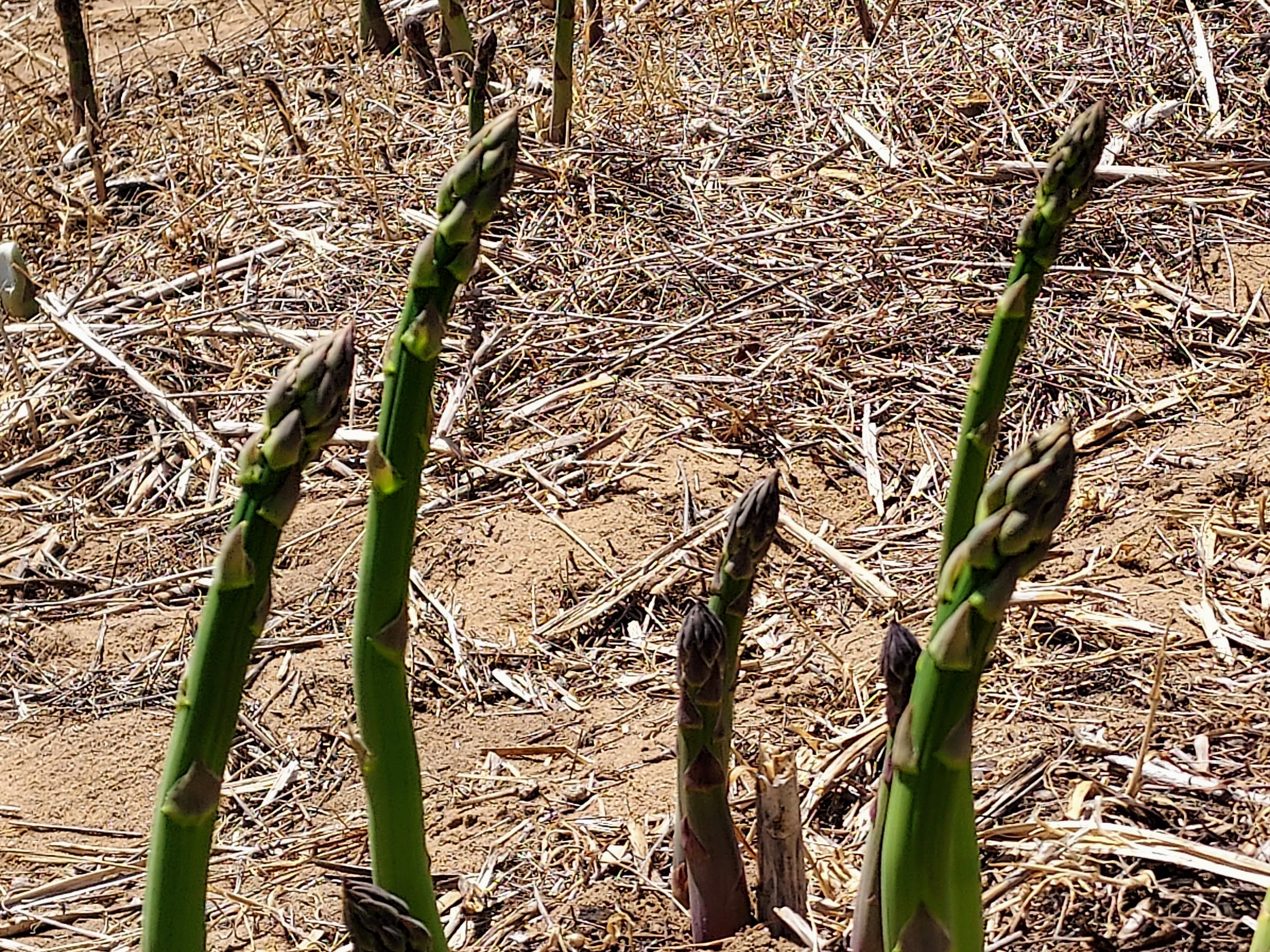 Asparagus spears leaning to the right.