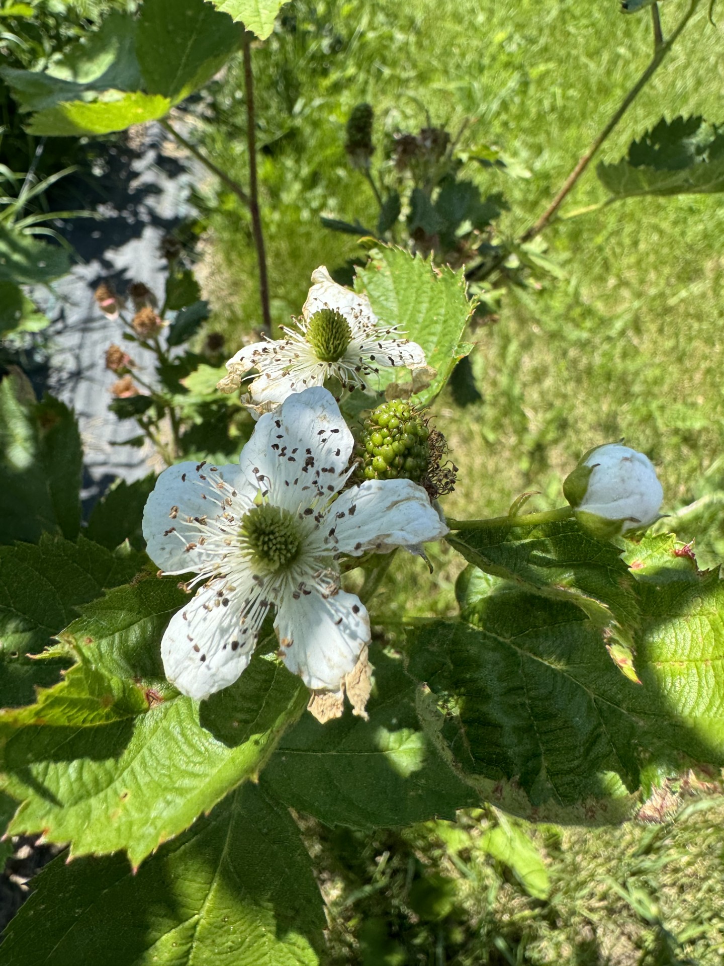 Blackberries starting to bloom.