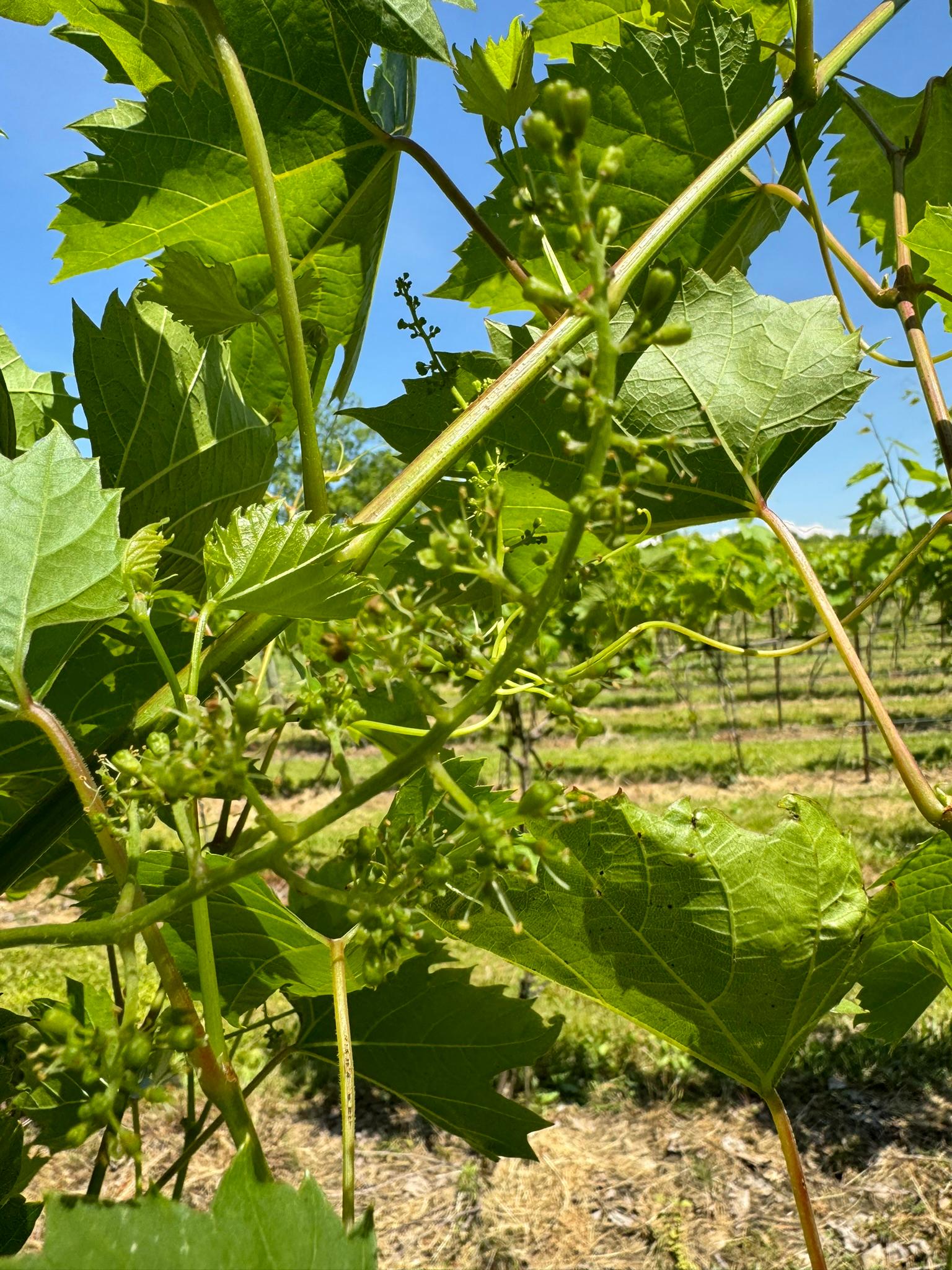 Grapes on a bush.