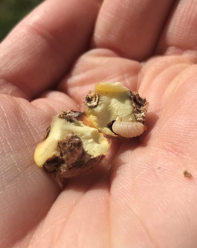 A damaged chestnut kernel in a hand.