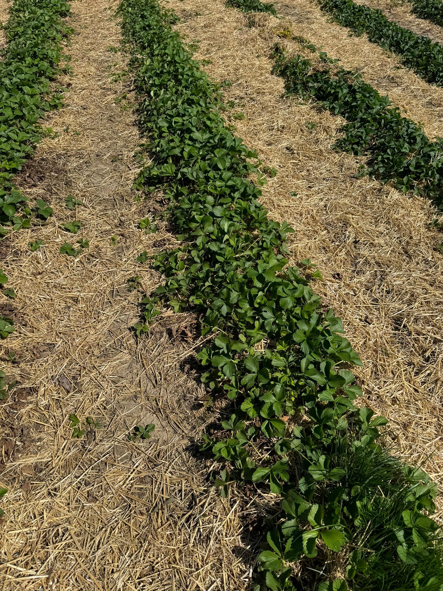 Rows of strawberries.