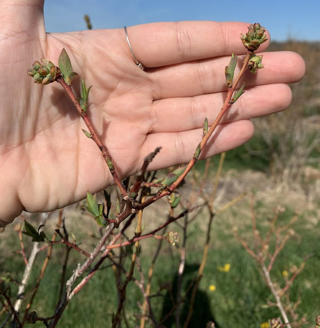 Blueberries with leaf tissue in front of a hand.