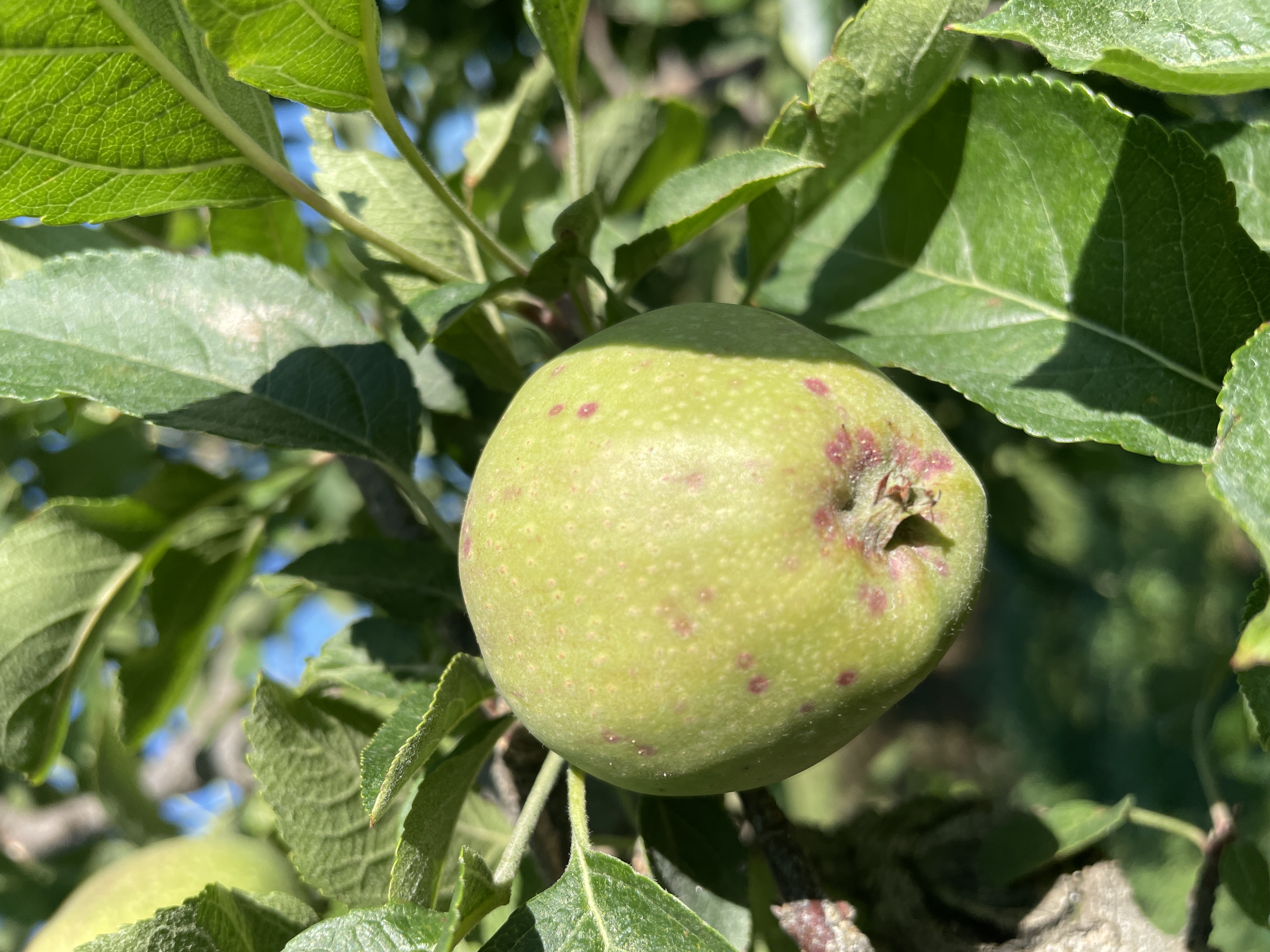 Red marks on an apple fruit.