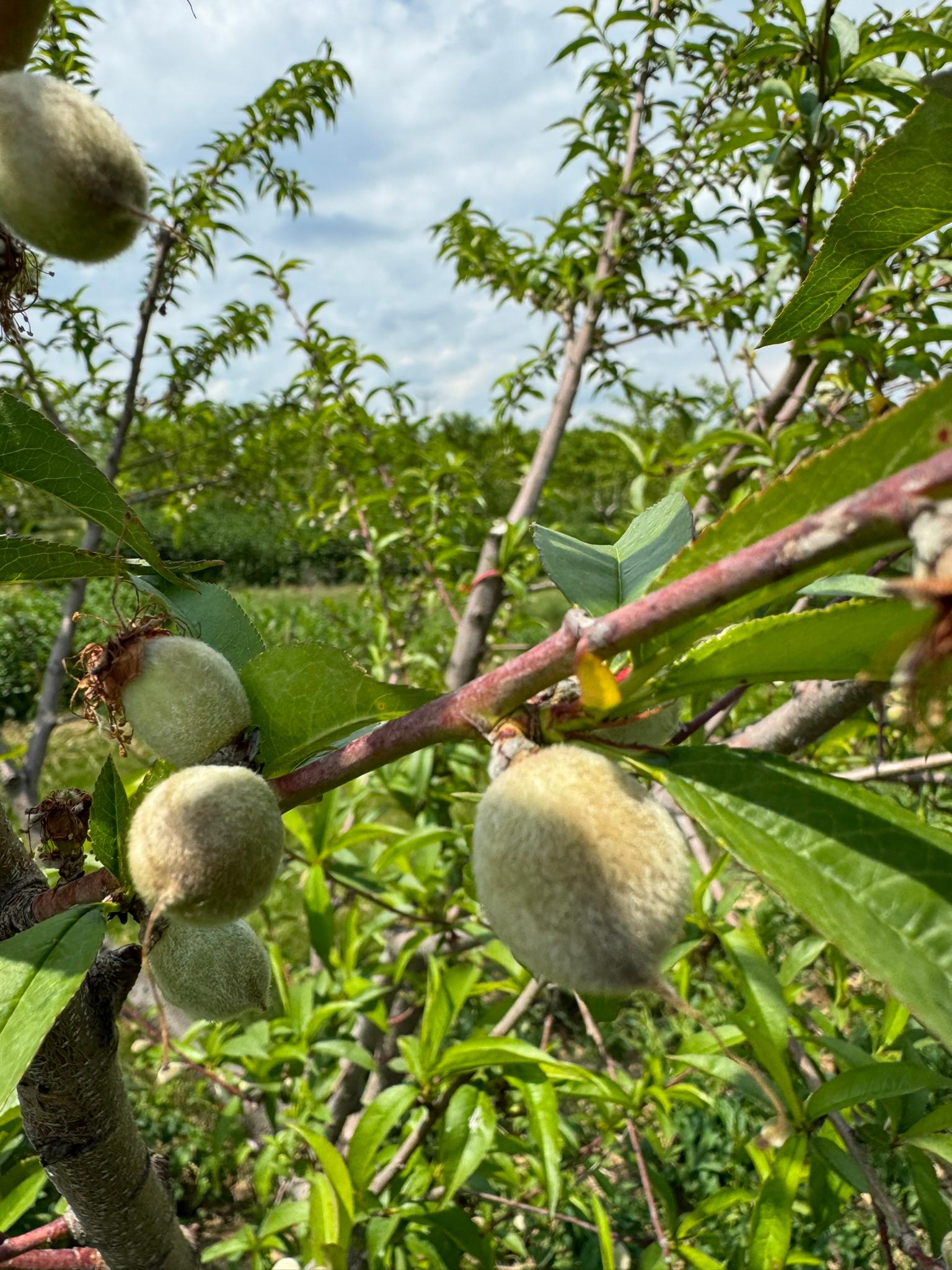 Peaches growing on a tree.