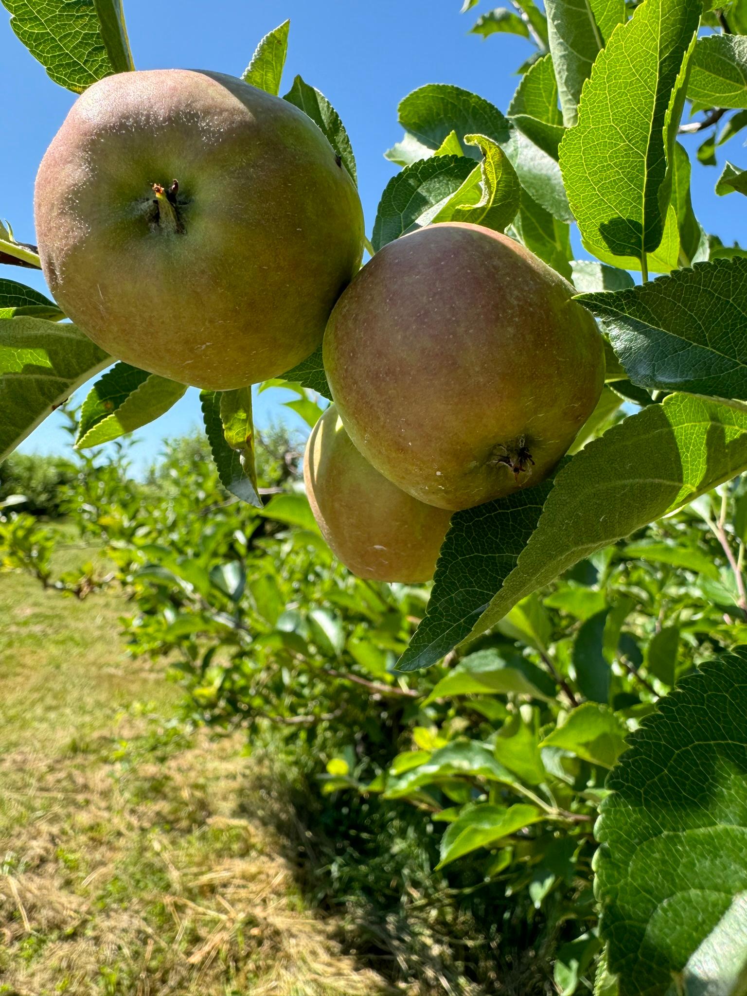 Apple2_Spicers_July1_2024.JPEG