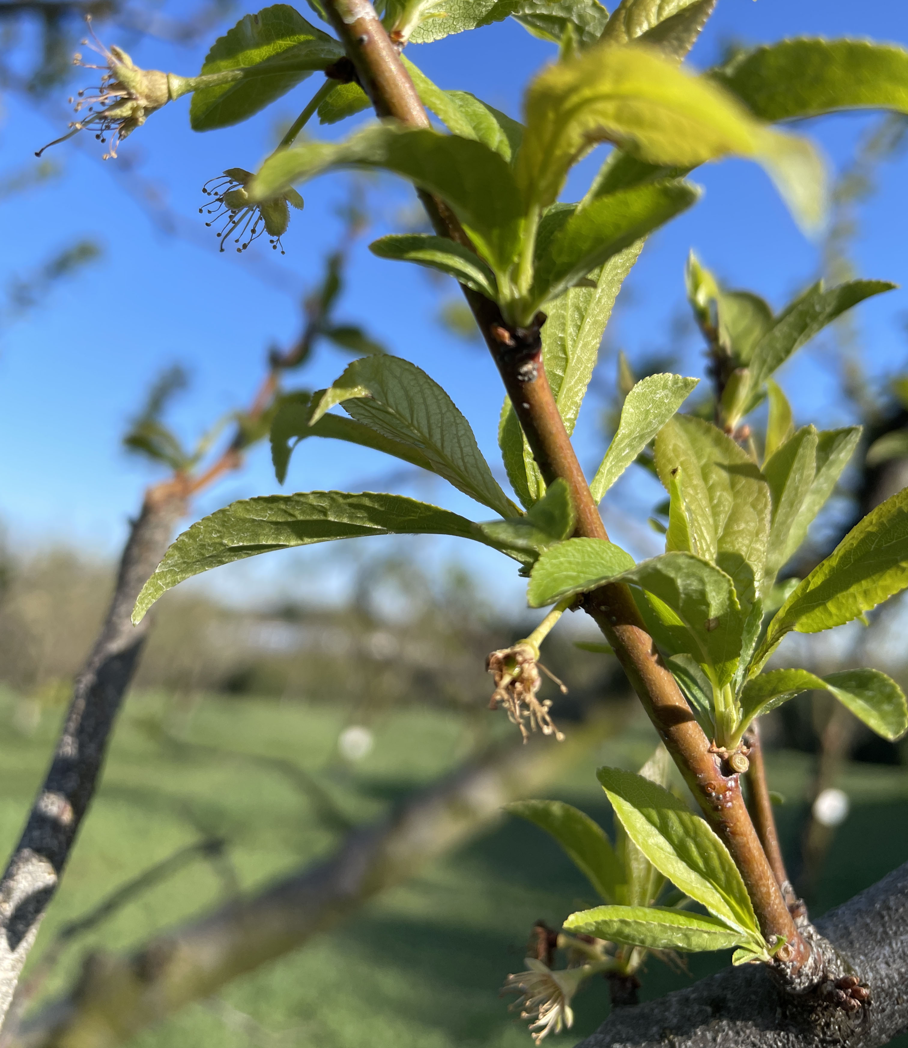 Shiro plums blooming.