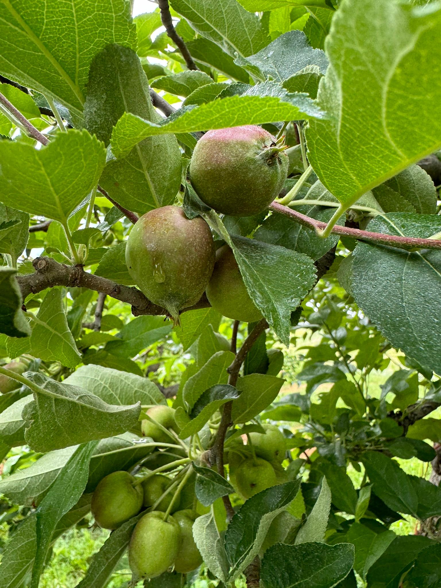 Apples on a tree.