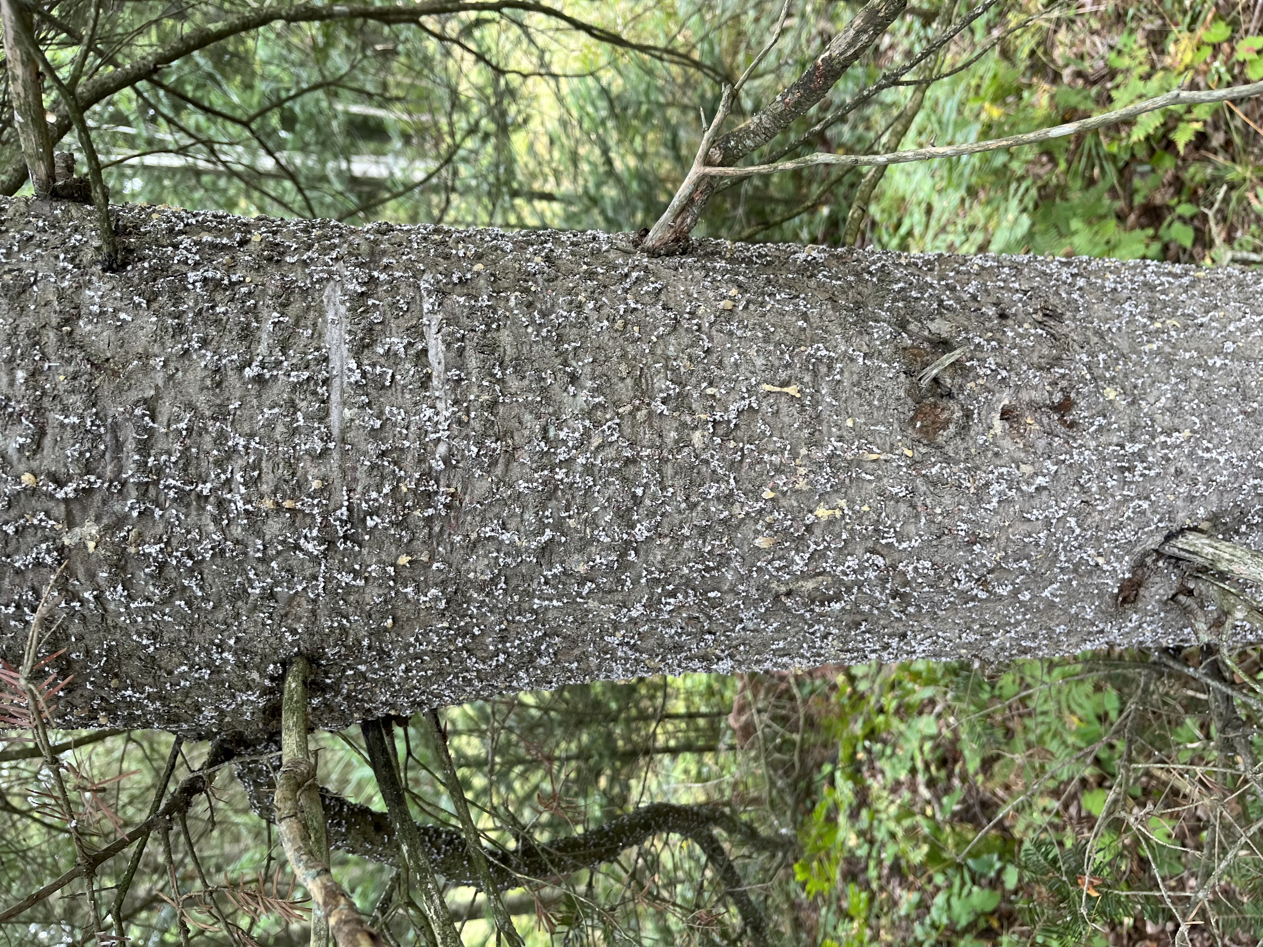 #11A   MSU Nymphs on balsam fir bark.jpg