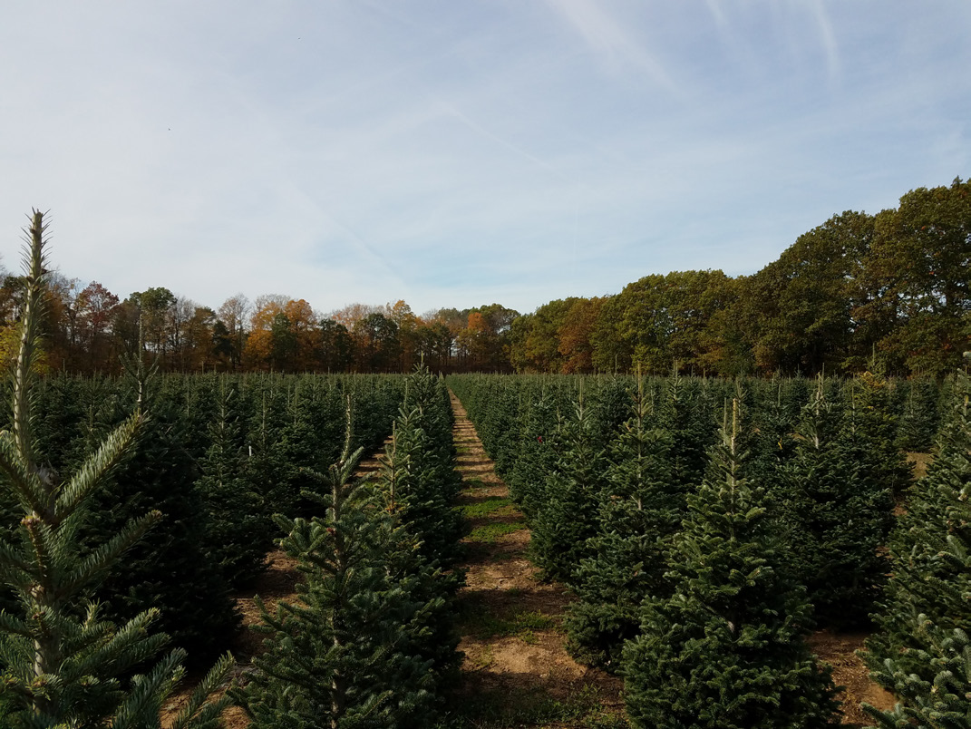 Christmas tree nursery