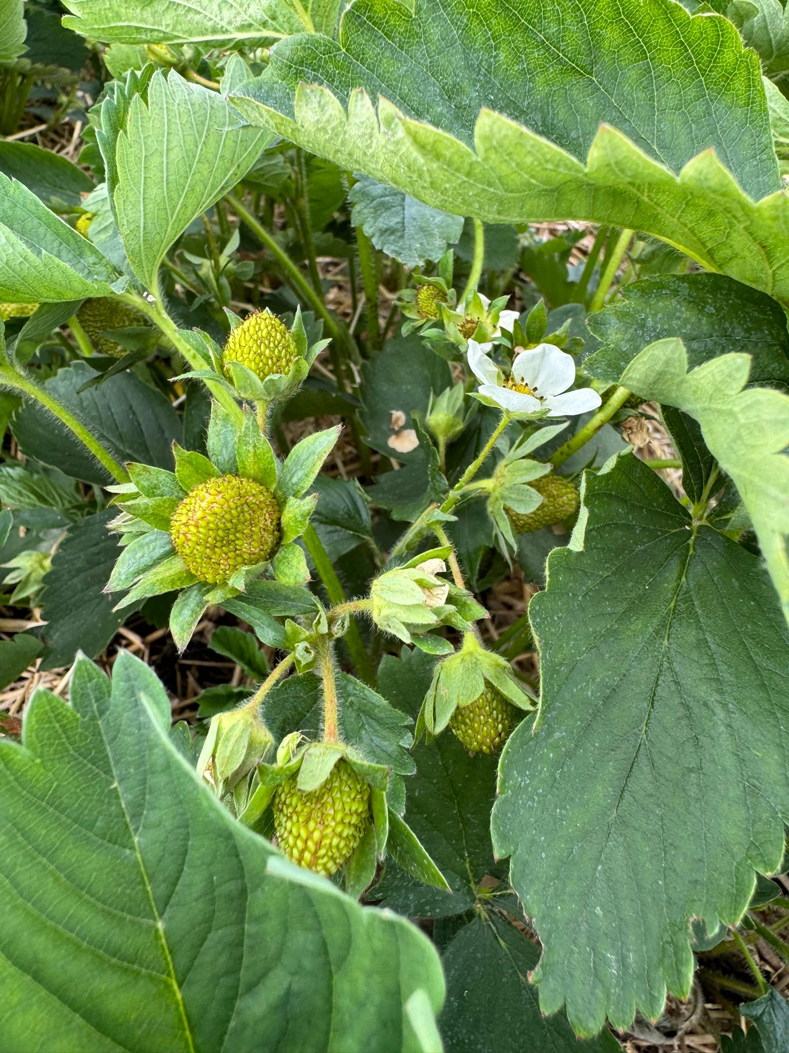 Strawberries growing on a plant.