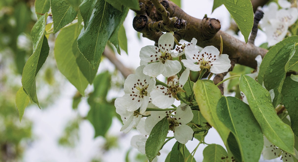 Apple blossoms on a tree.