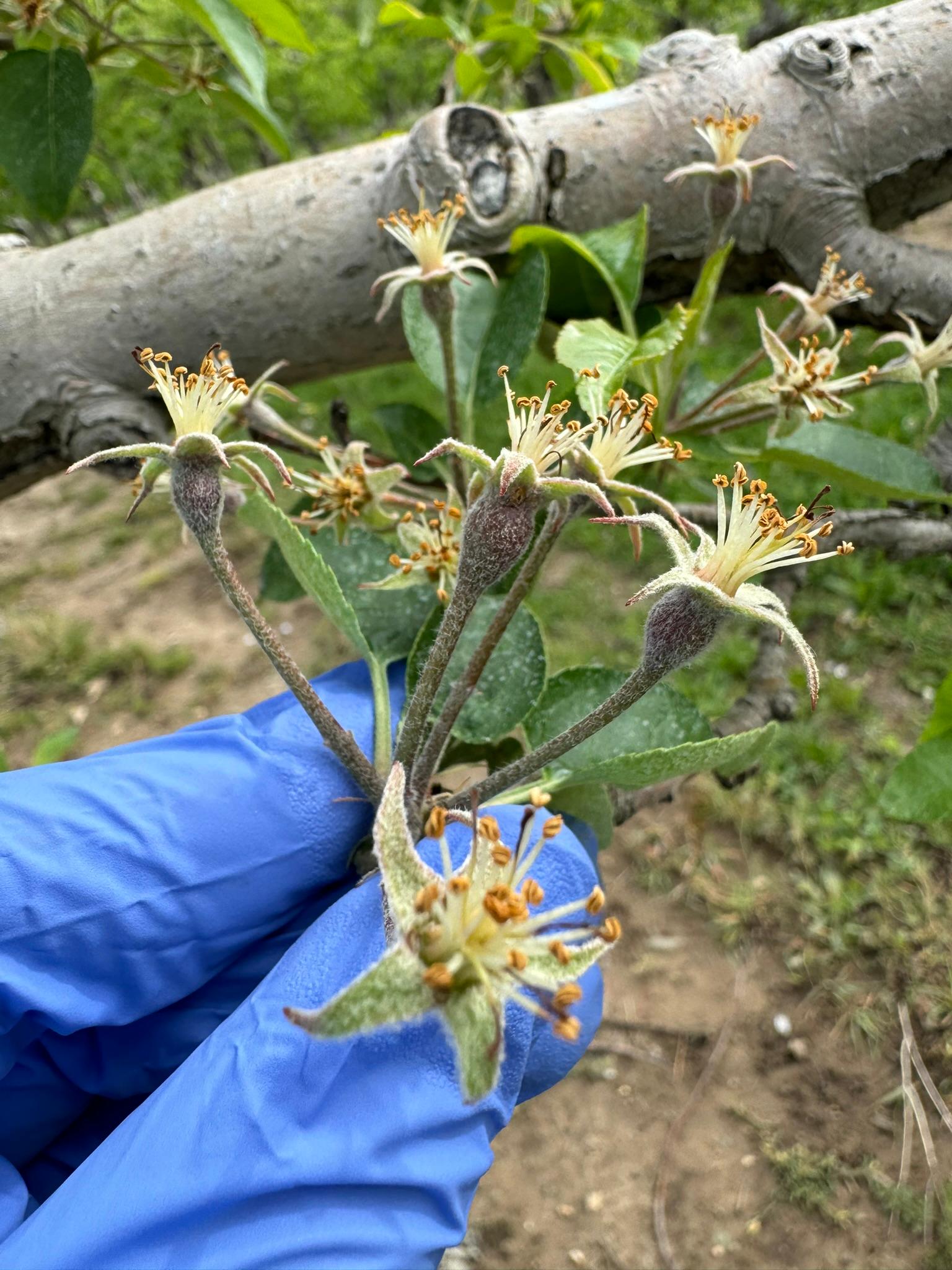 Apple fruit buds. 