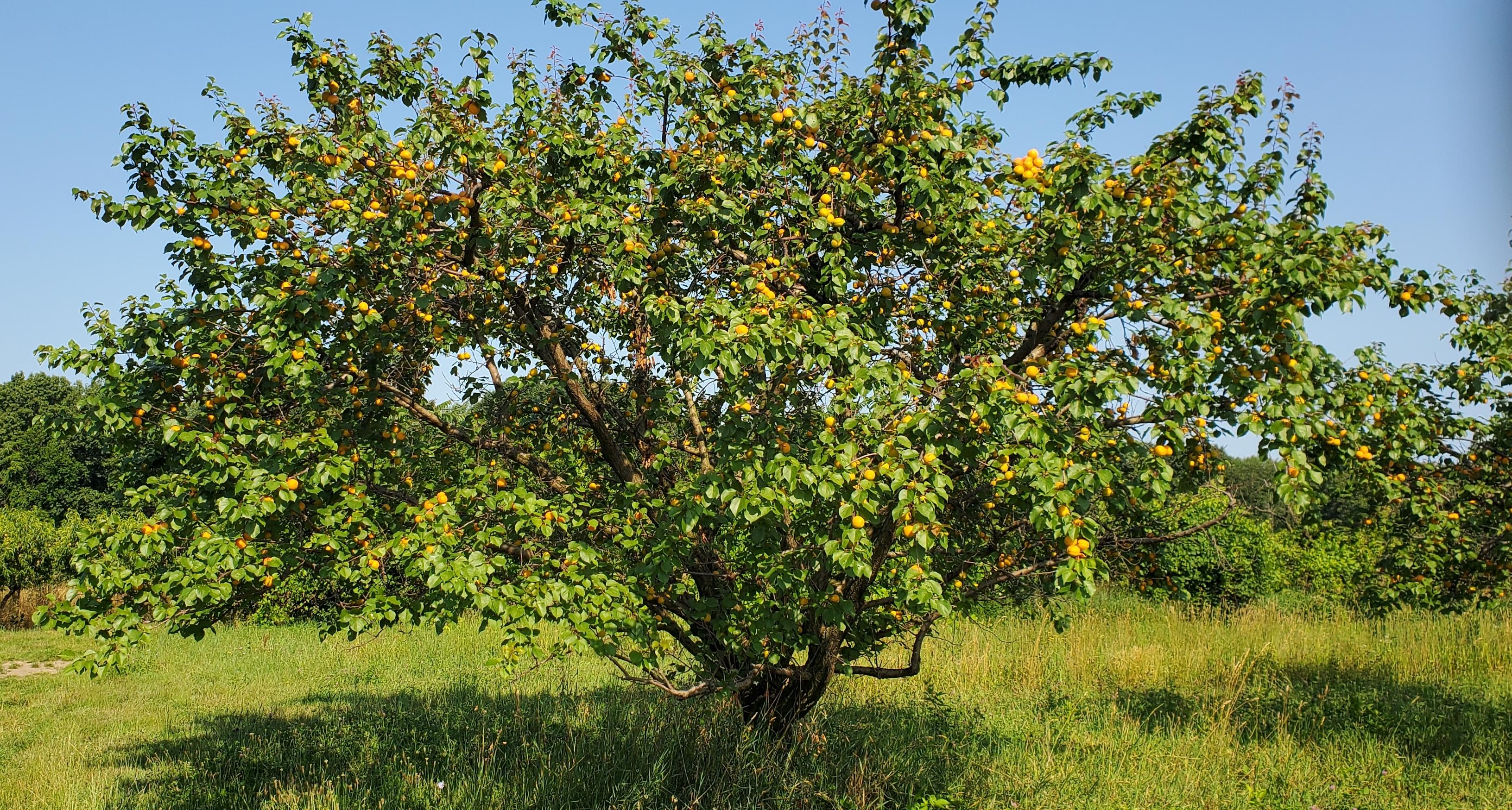 Apricot tree