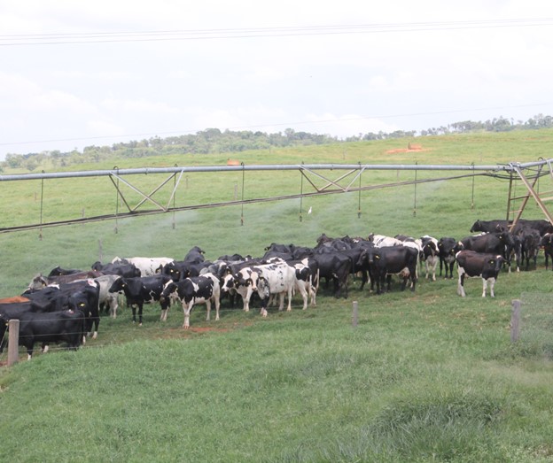 Cows under a portable shade structure.